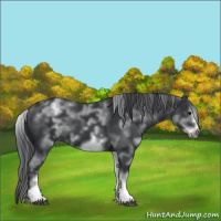 Horse Color:White Spotted Black Sabino Frame