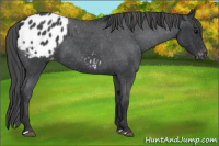 Horse Color:Blue Roan Appaloosa