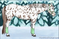 Horse Color:Chestnut Tobiano Appaloosa 