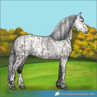 Horse Color:Grullo  and Gray Grullo 