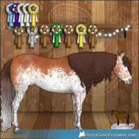 Horse Color:White Spotted Chocolate Bay Rabicano 