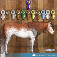 Horse Color:White Spotted Chocolate Bay Rabicano 