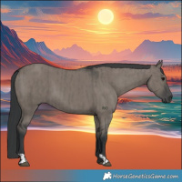 Horse Color:Grullo  and Grullo 
