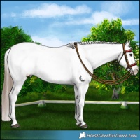 Horse Color:Grullo Appaloosa and Grullo Appaloosa