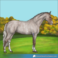 Horse Color:Silver Blue Roan Sabino 