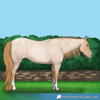 Horse Color:Red Roan Pearl Tobiano Frame 