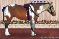 Horse Color:Bay Ice Appaloosa  and Bay