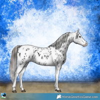 Horse Color:White Spotted Black Splash Tobiano Frame Appaloosa 