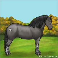 Horse Color:Grullo  and Grullo