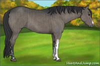 Horse Color:Grullo  and Grullo 