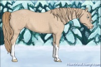 Horse Color:Perlino 