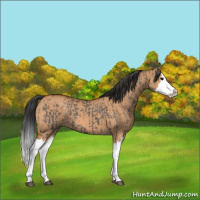 Horse Color:Grullo Sabino Splash  and Bay Dun Sabino Splash 