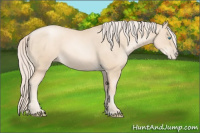 Horse Color:Gold Cream Champagne Pearl 