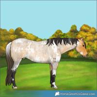 Horse Color:White Spotted Buckskin Roan 
