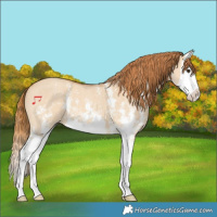 Horse Color:Red Dun Sabino Splash 