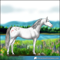 Horse Color:Bay Dun Snowflake Varnish 