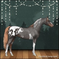 Horse Color:Liver Chestnut Sabino Tobiano Appaloosa Rabicano
