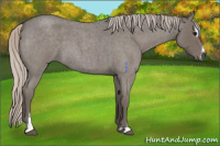 Horse Color:Silver Blue Roan Sabino 