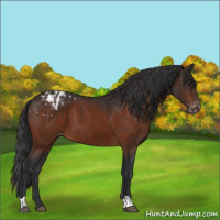 Horse Color:Brown Appaloosa  and Brown Appaloosa 