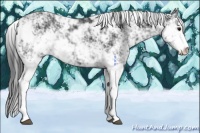 Horse Color:Black Sabino Rabicano 