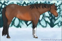 Horse Color:Bay Rabicano 