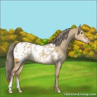 Horse Color:Chocolate Palomino Dun Appaloosa 