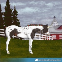 Horse Color:Liver Chestnut Tobiano Frame 