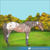 Horse Color:White Spotted Bay Appaloosa