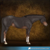 Horse Color:Liver Chestnut Tobiano 