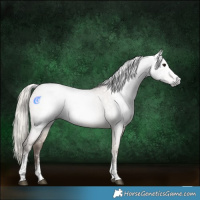 Horse Color:Gray White Spotted Silver Grullo Roan 