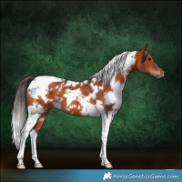 Horse Color:White Spotted Bay Tobiano
