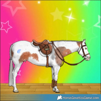 Horse Color:Bay Splash Tobiano Appaloosa 