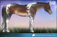 Horse Color:Brown Sabino Tobiano