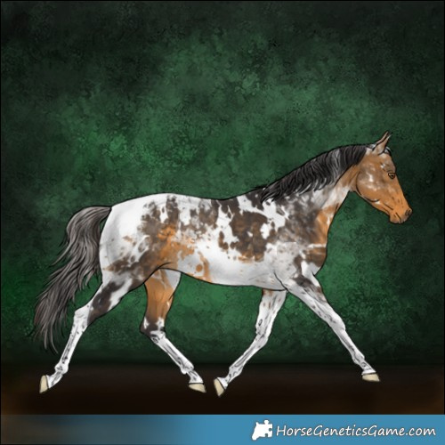 Horse Color:White Spotted Buckskin Tobiano 