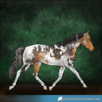 Horse Color:White Spotted Buckskin Tobiano 