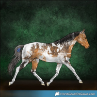 Horse Color:White Spotted Buckskin Tobiano 