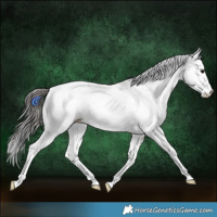 Horse Color:White Spotted Bay 