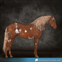 Horse Color:White Spotted Chestnut 