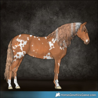 Horse Color:White Spotted Chestnut 