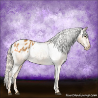 Horse Color:Palomino Sabino Varnish