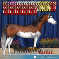 Horse Color:Brown Splash Rabicano
