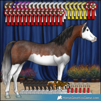 Horse Color:Brown Splash Rabicano