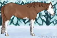 Horse Color:Chestnut Sabino Splash 