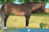 Horse Color:Buckskin Rabicano