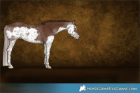 Horse Color:Liver Chestnut Splash 