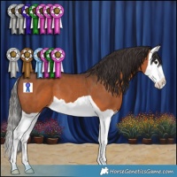 Horse Color:Bay Splash 
