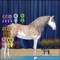 Horse Color:Silver Bay Roan Splash Rabicano
