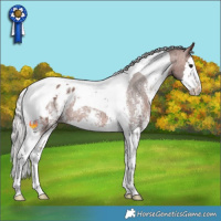 Horse Color:Silver Brown Sabino Splash Tobiano Appaloosa Rabicano 