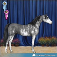 Horse Color:White Spotted Black 
