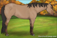Horse Color:Bay Dun 